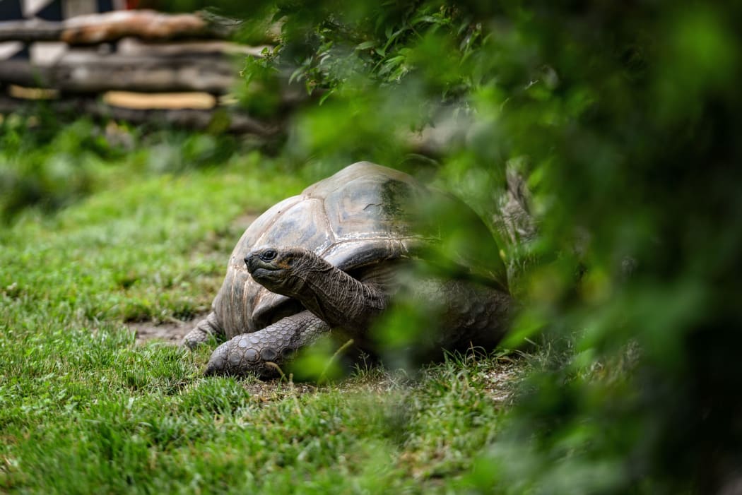 Animal close-up photography.  giant turtle walking on green grass.