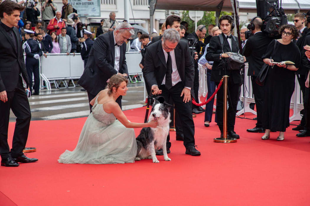 France, Cannes, 2024-05-14. The dog Messi on the red carpet for the opening night of the 77th Cannes Film Festival, with the out-of-competition film Le deuxieme acte of Quentin Dupieux. . Photograph by Roland MACRI / Hans Lucas.
France, Cannes, 2024-05-14. Le chien Messi sur le tapis rouge de la soiree d ouverture du 77me Festival de Cannes, avec le film hors competition Le deuxieme acte
de Quentin Dupieux. . Photographie de Roland MACRI / Hans Lucas. (Photo by Roland Macri / Hans Lucas / Hans Lucas via AFP)