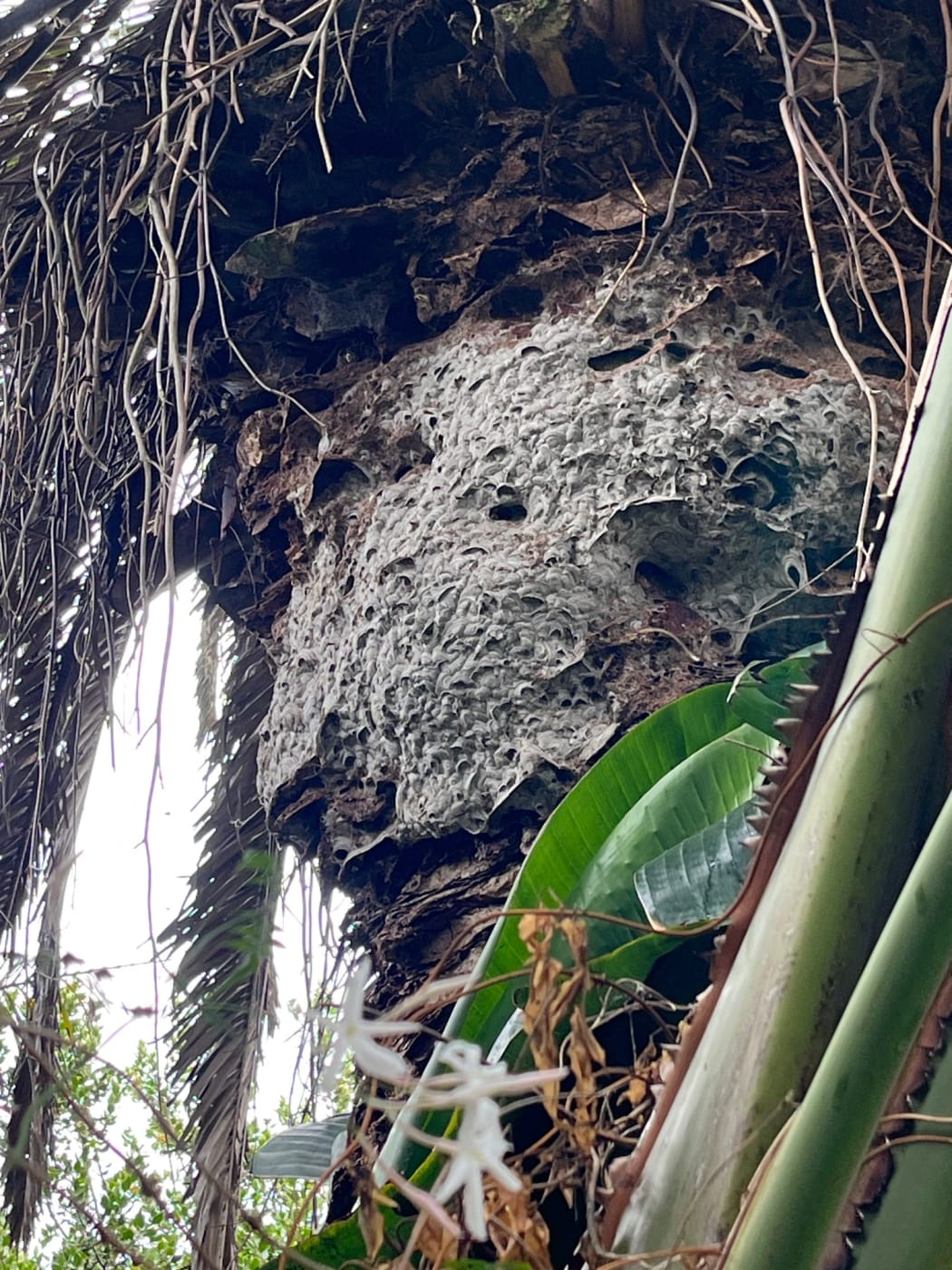 A multi generational wasp nest Lloyd Carpenter's team treated.