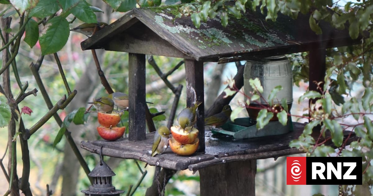 Birds flocking back after possums eliminated from Otago Peninsula
