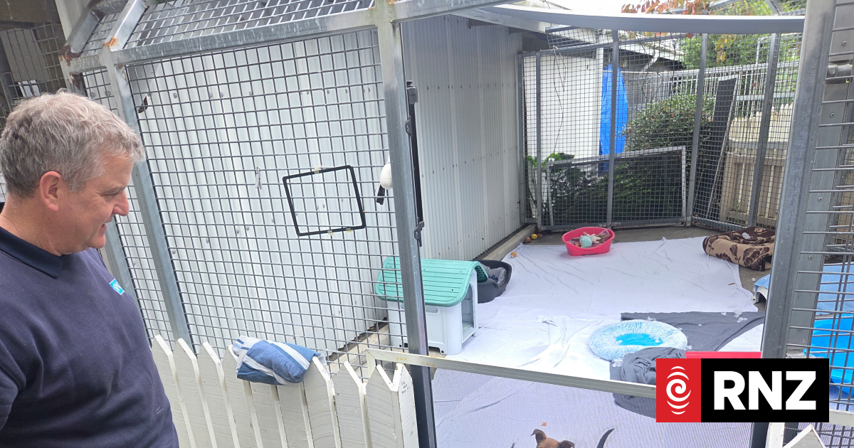 SPCA raises alarm over 'constantly pregnant' breed