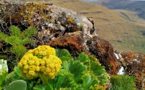 Azorella Polaris