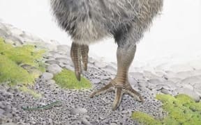 'Moa - Scientific classification': an illustration by Trevor H. Worthy