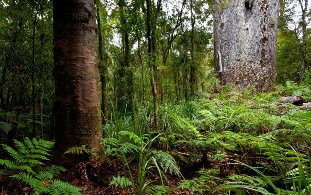 Kauri dieback symposium.