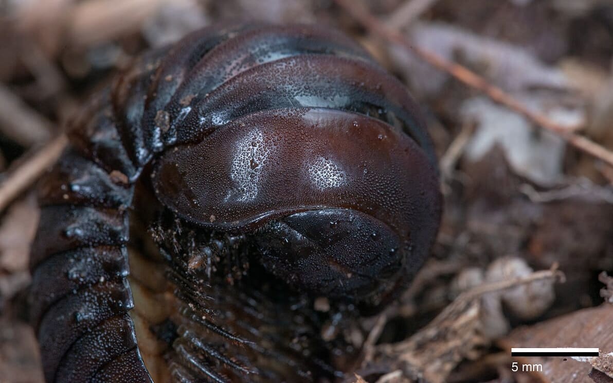 Pill Millipede