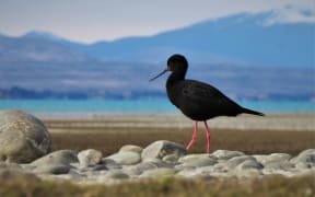 An adult kakī/black stilt.