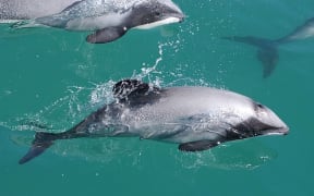 Māui dolphins