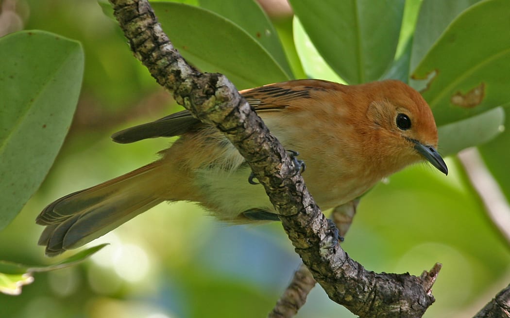 A close up shot of a small bird on a twig with leaves in the background. The bird has an orange head and black and orange wings, the underside of its belly is pale with grey patches at the end of the tail.