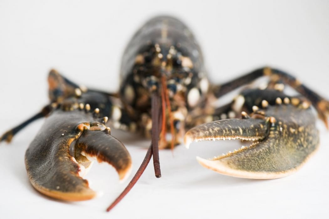 Fresh lobster (Photo by Laurence Mouton / es-cuisine / PhotoAlto via AFP)