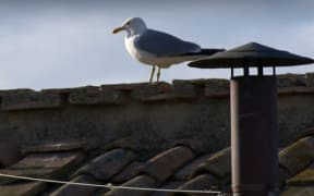 A seagull sits near the chimney of the Sistine Chapel during the conclave to elect a new Pope.