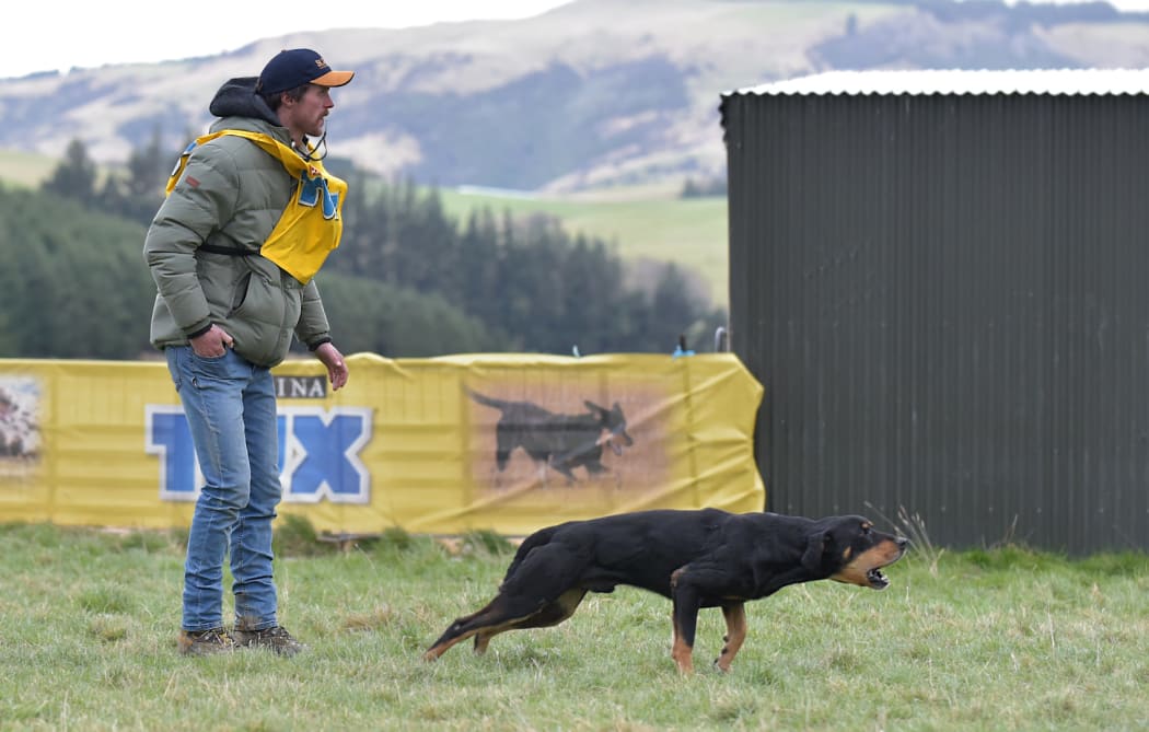 A dog asserts its authority at the trials.