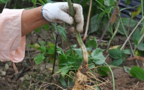 A ginseng plant being harvested by a South Korean farmer.