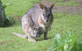 They may look cute but introduced wallabies pose serious threats to New Zealand's environment.