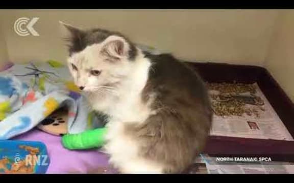 Car clinging cat still a mystery to SPCA