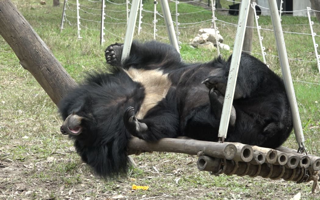 A moon bear at the sanctuary in Vietnam.
