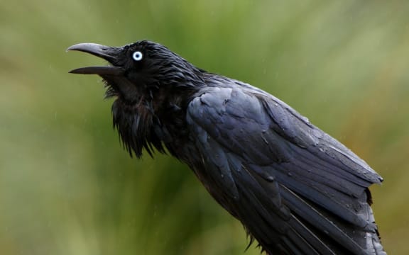 An Australian Raven
