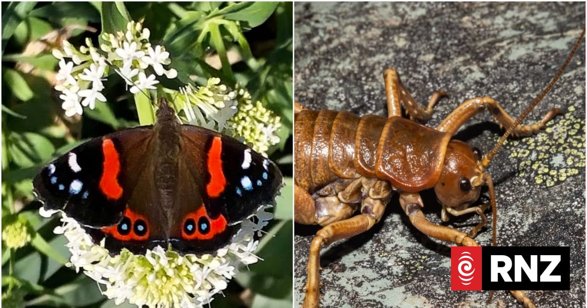 Bug of the Year competition helping Kiwis learn about native insects | RNZ