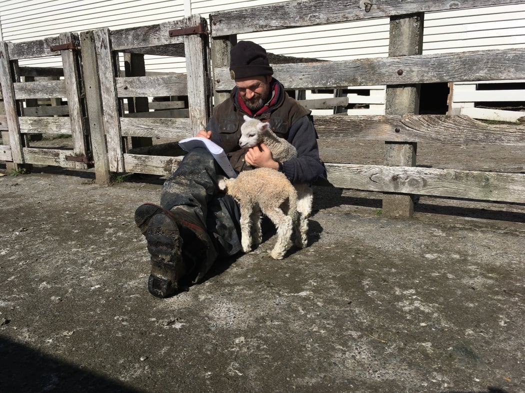 Tim Saunders: poetry and lambs