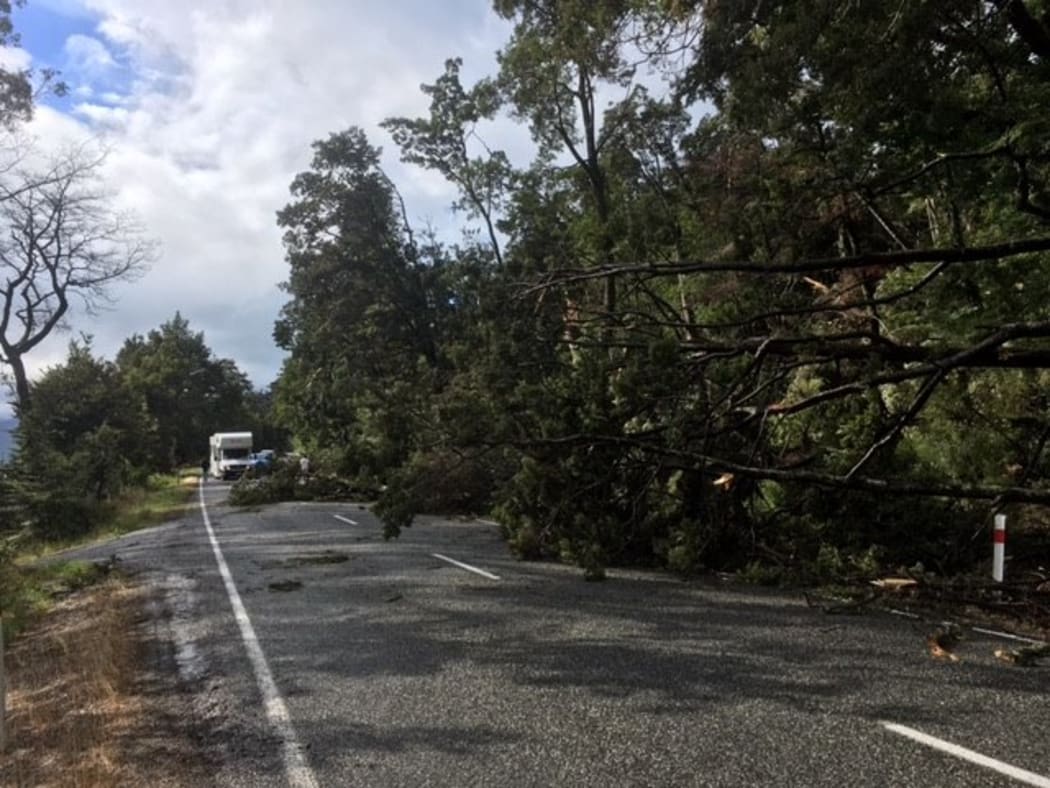 Tree down Queenstown