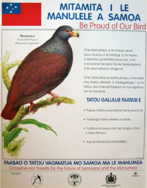Samoa pigeon, Manumea