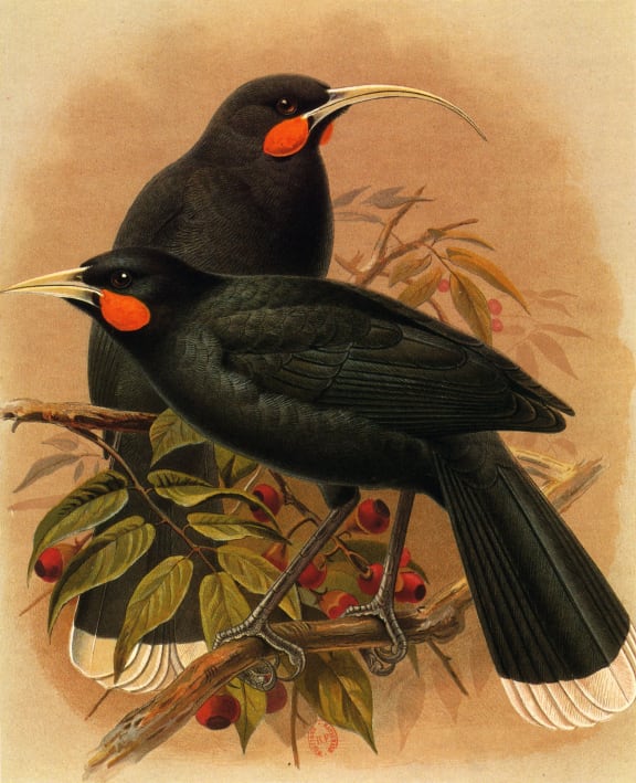 Illustration of Heteralocha acutirostris / Huia dimorphe.