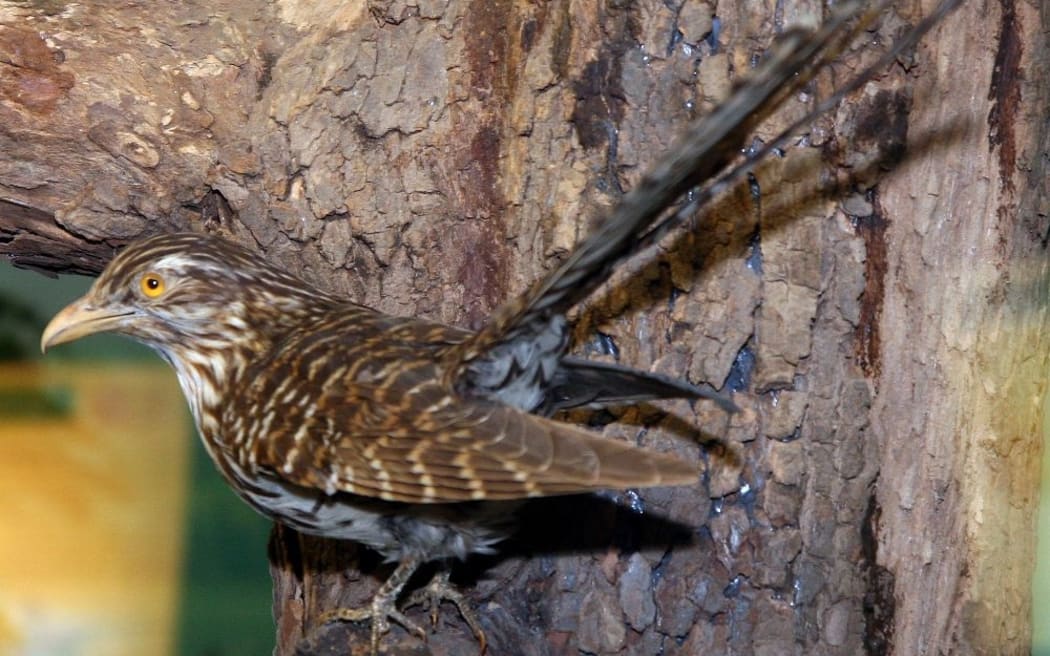 Koekoeā, the long-tailed cuckoo. Scientific name eudynamys taitensis.