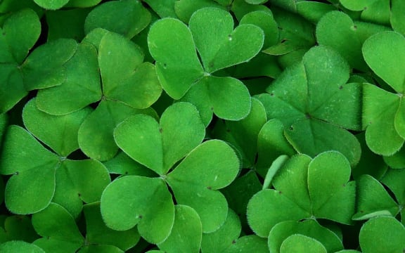 Shamrock