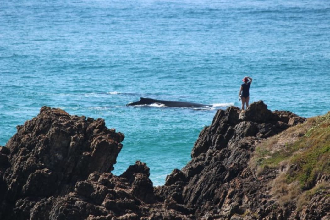 Australian Humpback Whale migration 2015