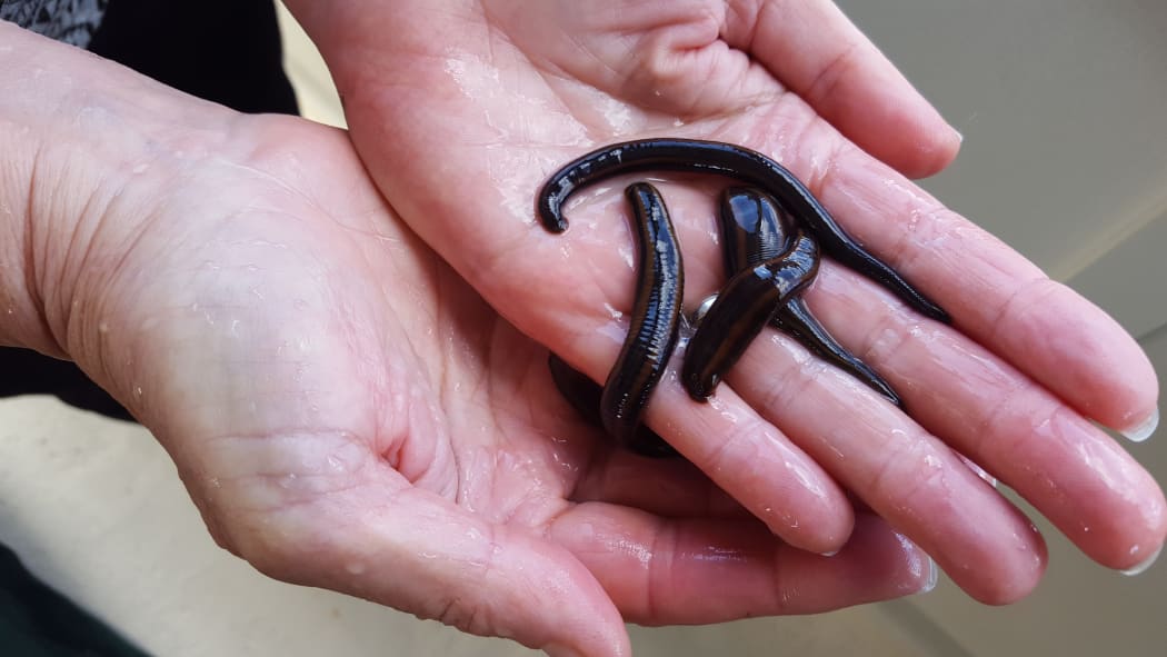Meet the farming couple breeding leeches for NZ hospitals