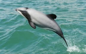 A Hector's dolphin at play.
