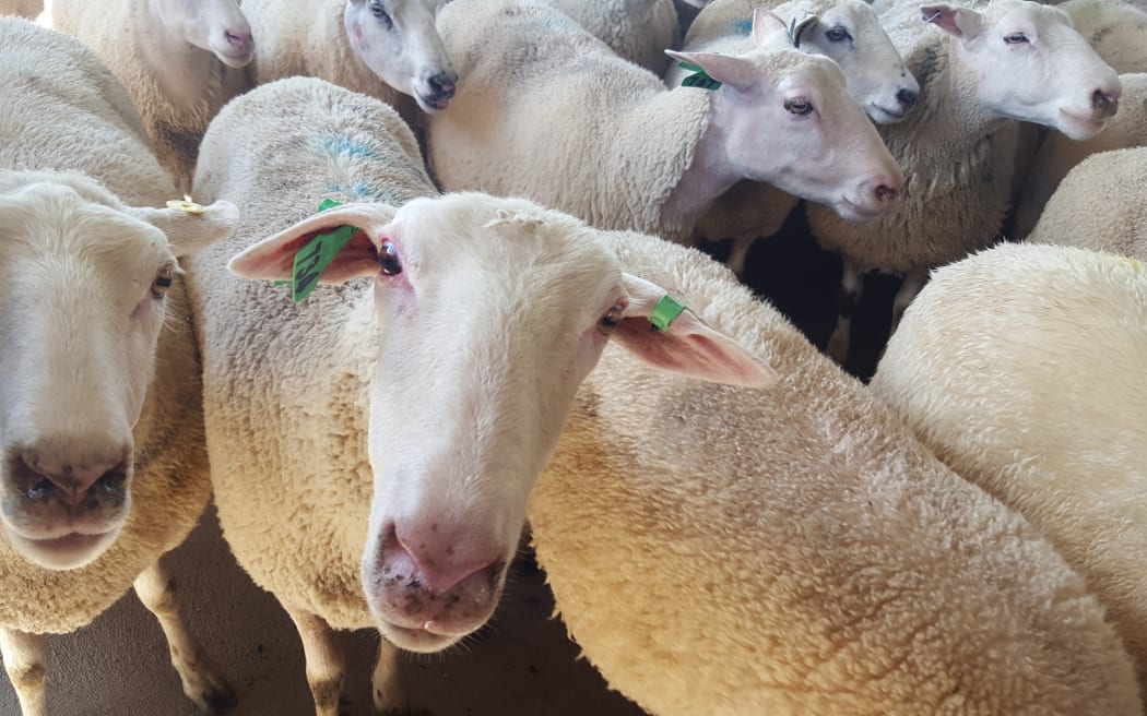 Sheep are clever and important in many ways. Here are some ovine facts that may surprise you