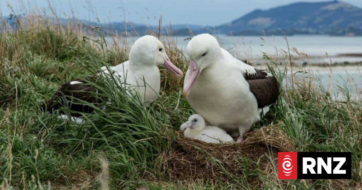 rnz.co.nz - RNZ | Te Reo Irirangi o Aotearoa - Tourism businesses brace for bird flu spread after years of planning