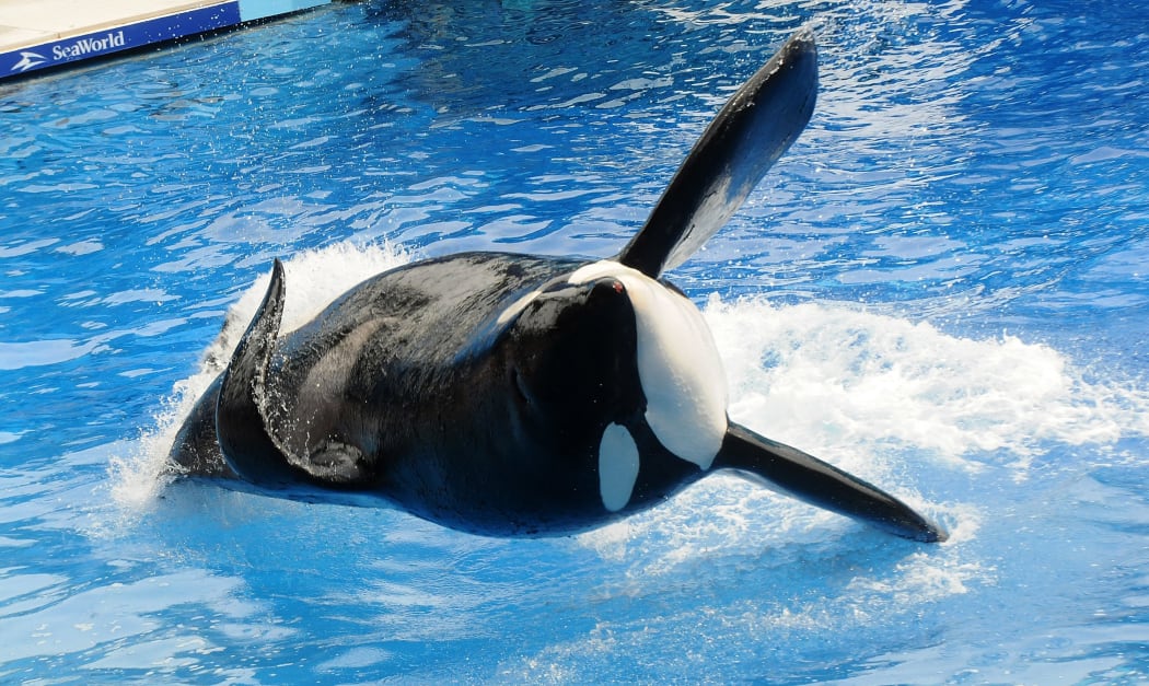 Killer whale "Tilikum" appears during its performance in its show "Believe" at Sea World on March 30, 2011 in Orlando, Florida.