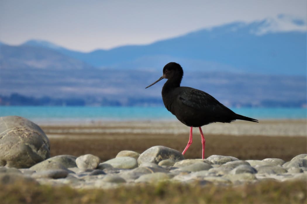 An adult kakī/black stilt.