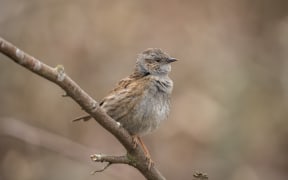 Dunnock perched on the branch of a tree in a forest