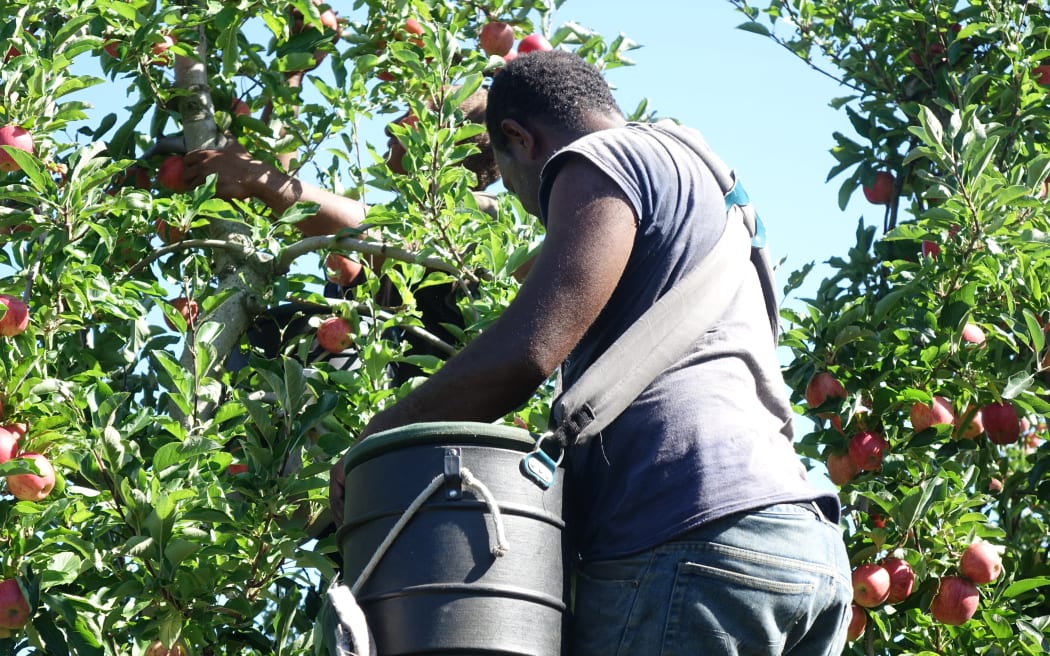 A man from Vanuatu works on an orchard in Hawke's Bay under the Recognized Seasonal Employer program.