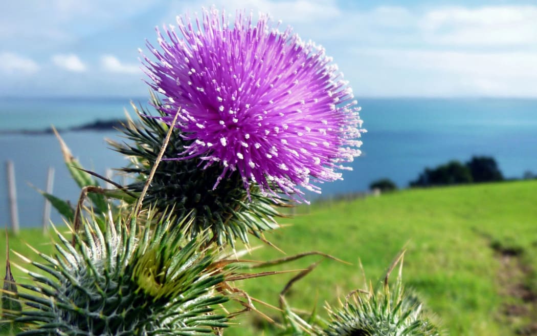 Thistle, New Zealand