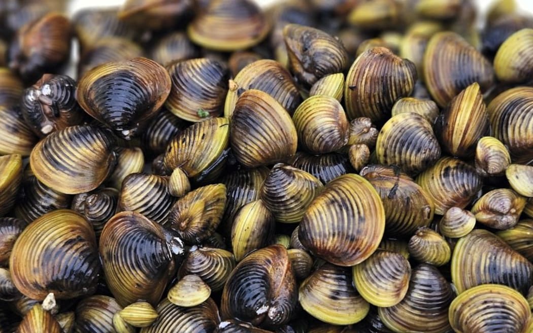 Freshwater gold clam // Corbicula fluminea