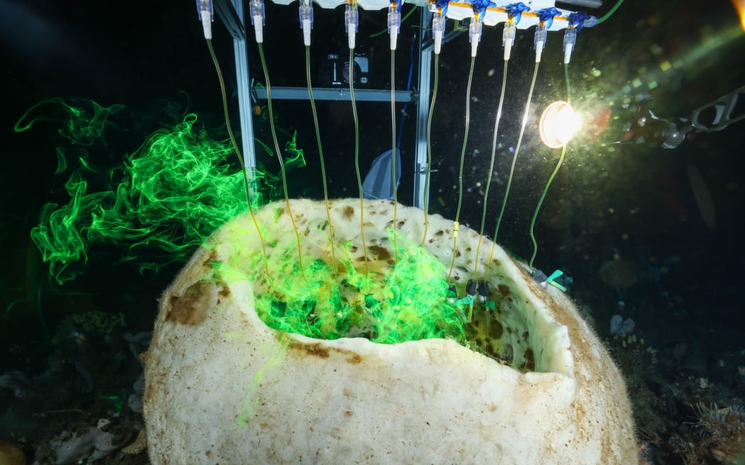 An organic hollow cylinder, off-shite in colour, in dark water. Ten pipettes squirt jets of fluorescent green dye into the opening of the cylinder, where the dye swirls. A bright light is visible in the otherwise dark background.