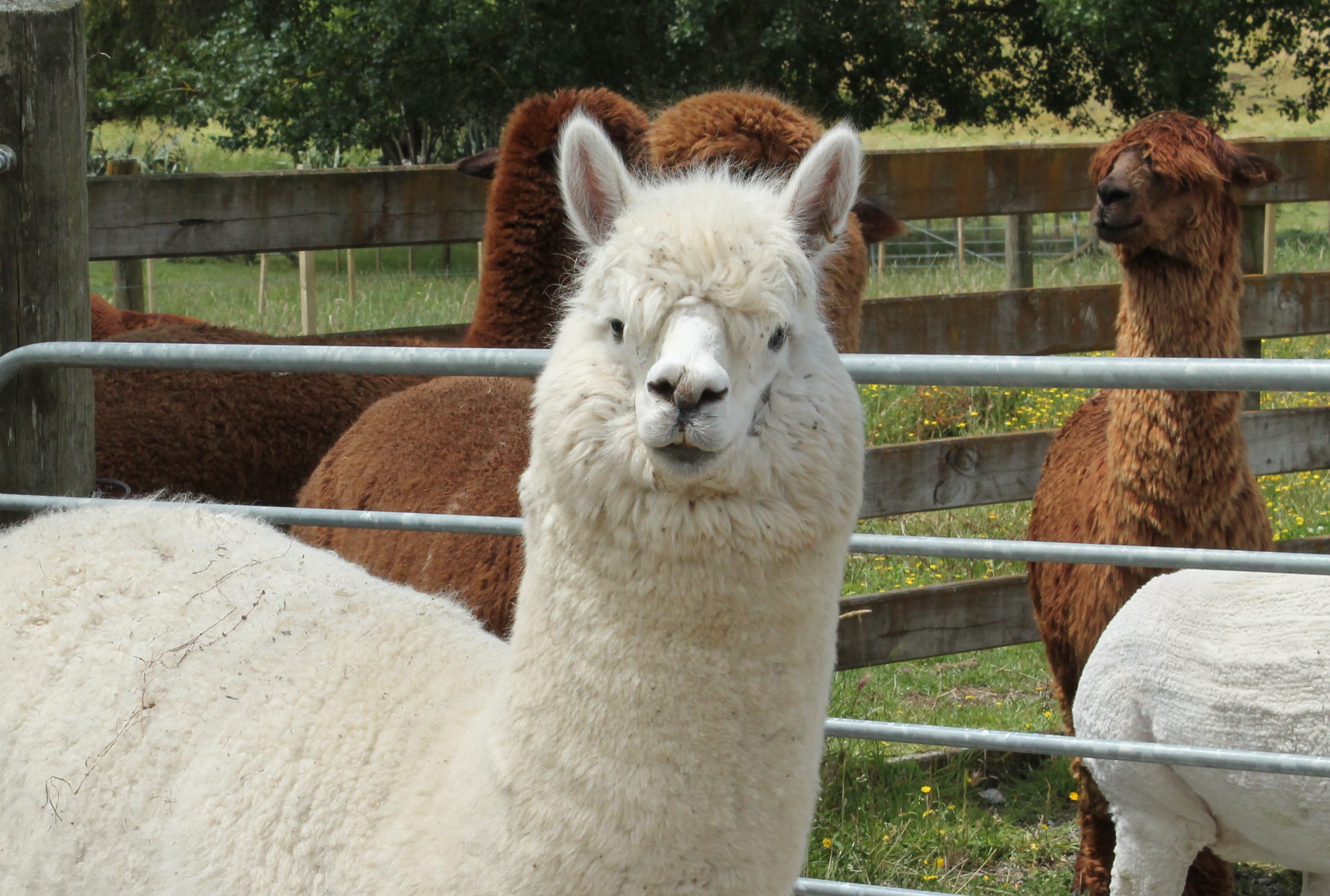 Alpaca