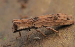 Debris Cloaking Bark Beetle