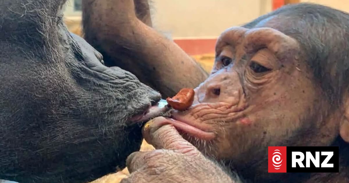 'Sweetest boy': Wellington Zoo euthanises chimp critically injured in fight