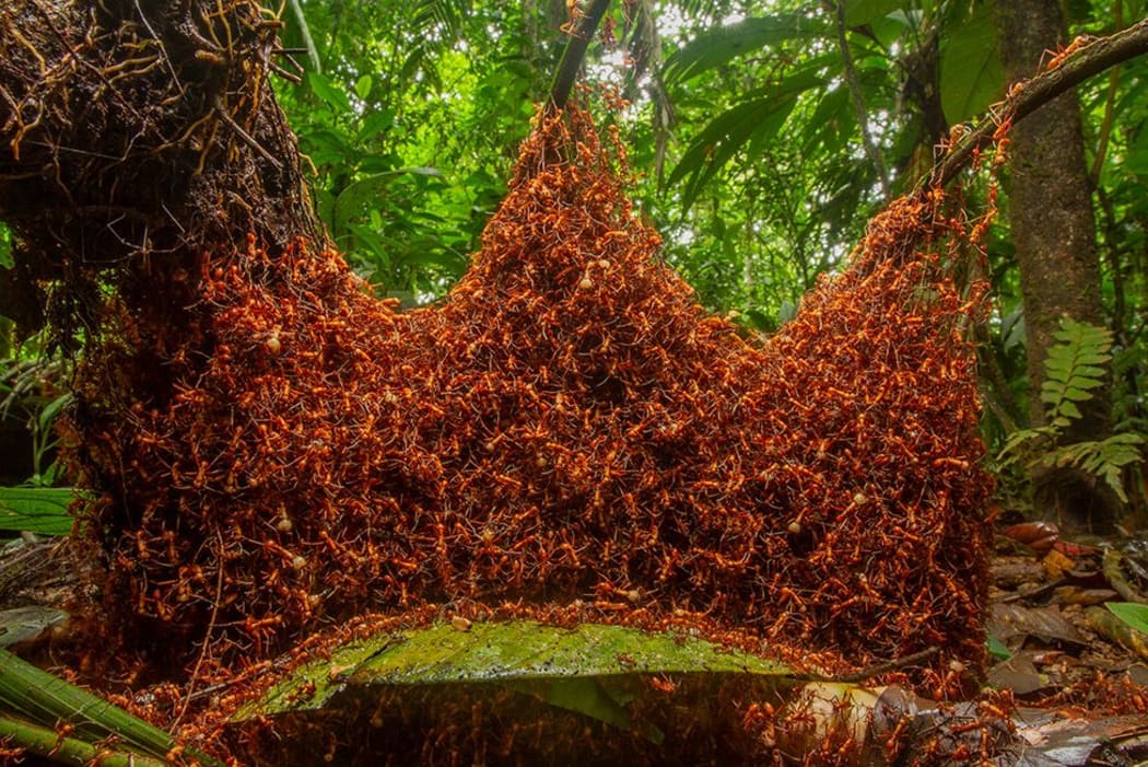 The architectural army by Daniel Kronauer, USA, 2019 Wildlife Photographer of the Year section winner.