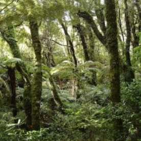 Photo for Native birds in deep forest