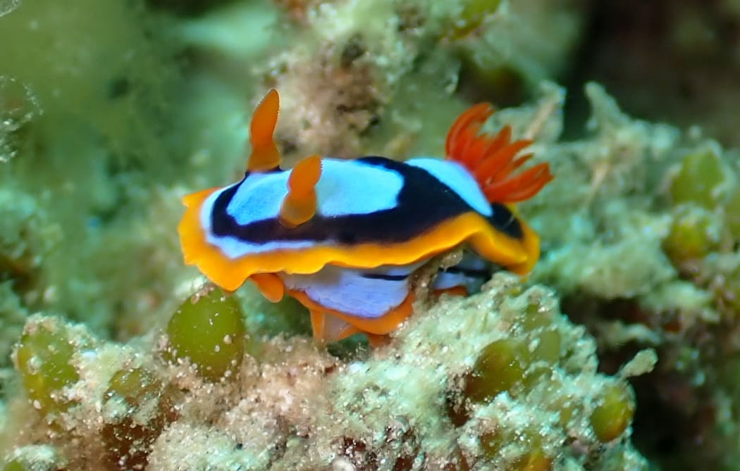 A nudibranch Chromodoris colemani