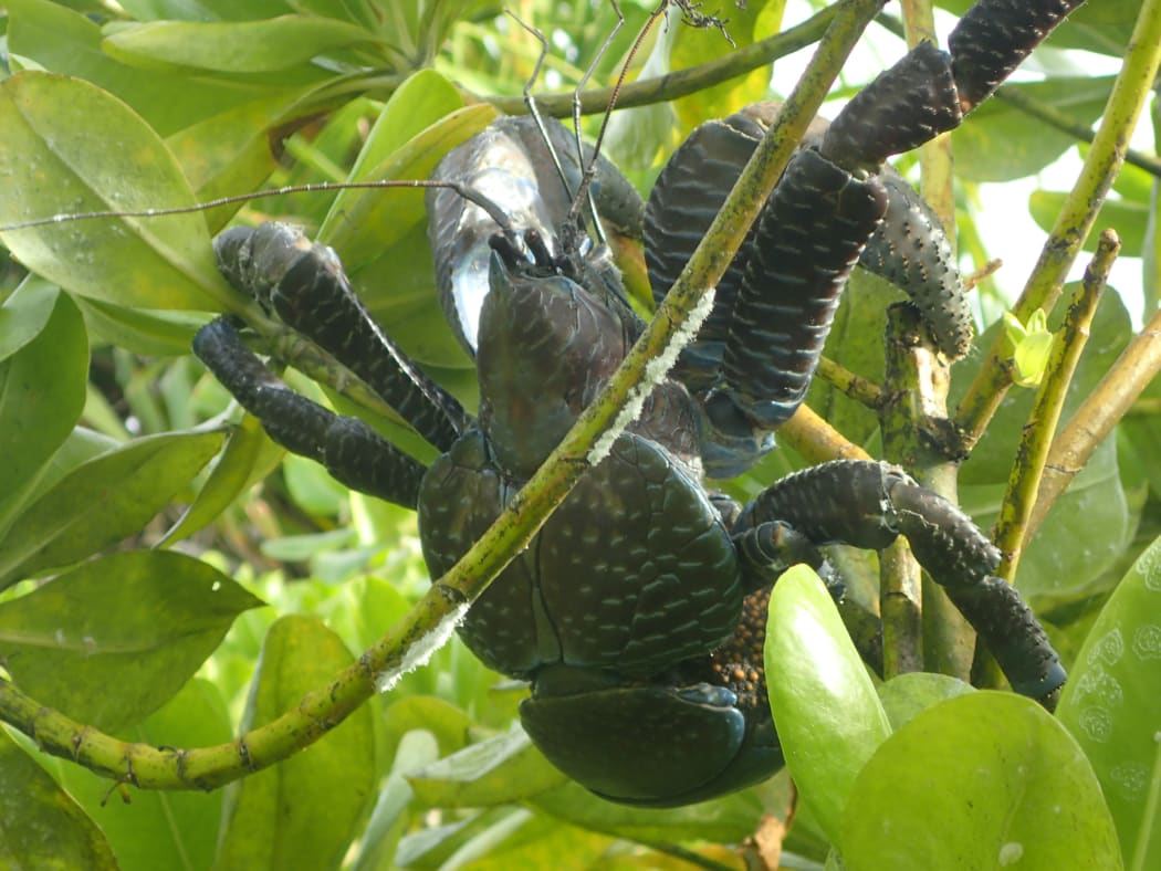A coconut crab in  tree.