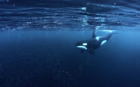 Killer whale, Orcinus orca, hunting for herrings Andenes, Andøya island, North Atlantic Ocean, Norway.