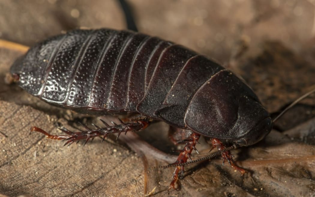 The Lord Howe Island wood-feeding cockroach, Panesthia lata.