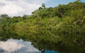 Jungle in the Amazonian rainforest.