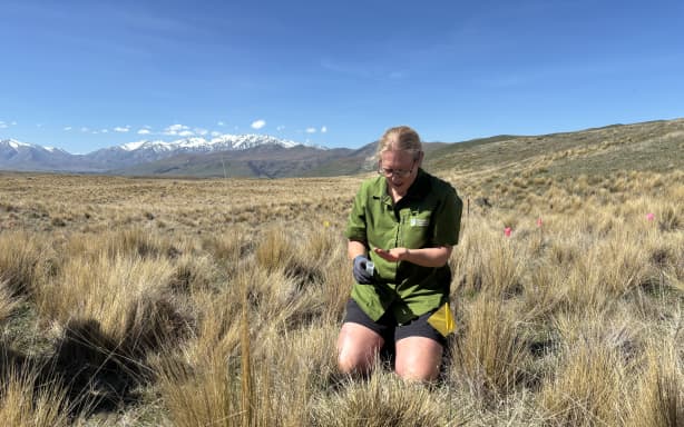 Hundreds of critically endangered NZ weevils released back into the ...